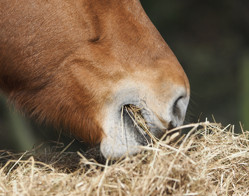 soin cheval